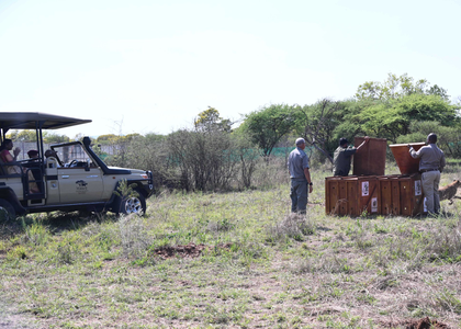 President Murmu, Botswana President witness release of Cheetahs at nature reserve | President Murmu, Botswana President witness release of Cheetahs at nature reserve