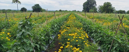 Centre invites comments on draft Seeds Bill to protect farmers | Centre invites comments on draft Seeds Bill to protect farmers