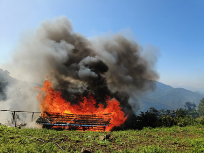 Security forces destroy poppy farms in Manipur, thwart opium production attempt | Security forces destroy poppy farms in Manipur, thwart opium production attempt