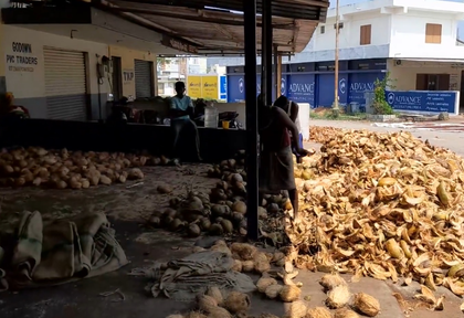 Tiptur Copra eyes GI tag, recognition will enhance economic viability of coconut farmers | Tiptur Copra eyes GI tag, recognition will enhance economic viability of coconut farmers Tiptur Copra eyes GI tag, recognition will enhance economic viability of coconut farmers | Tiptur Copra eyes GI tag, recognition will enhance economic viability of coconut farmers