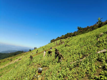 Illegal poppy farms destroyed in Manipur; joint operation foils large-scale production bid | Illegal poppy farms destroyed in Manipur; joint operation foils large-scale production bid Illegal poppy farms destroyed in Manipur; joint operation foils large-scale production bid | Illegal poppy farms destroyed in Manipur; joint operation foils large-scale production bid