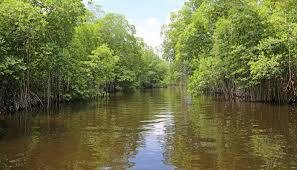 TN govt launches major mangrove push to restore Ennore creek | TN govt launches major mangrove push to restore Ennore creek TN govt launches major mangrove push to restore Ennore creek | TN govt launches major mangrove push to restore Ennore creek