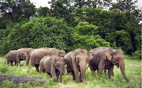 Human-elephant conflict escalates in Jharkhand; five people killed in a week, two elephants found dead | Human-elephant conflict escalates in Jharkhand; five people killed in a week, two elephants found dead Human-elephant conflict escalates in Jharkhand; five people killed in a week, two elephants found dead | Human-elephant conflict escalates in Jharkhand; five people killed in a week, two elephants found dead