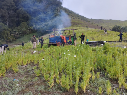 4 militants arrested in Manipur; 41 acres of illegal poppy cultivation destroyed | 4 militants arrested in Manipur; 41 acres of illegal poppy cultivation destroyed 4 militants arrested in Manipur; 41 acres of illegal poppy cultivation destroyed | 4 militants arrested in Manipur; 41 acres of illegal poppy cultivation destroyed