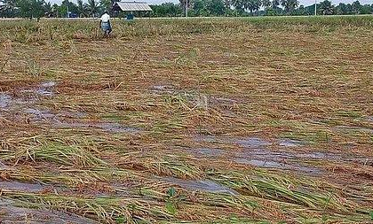 Centre rolls out insurance cover for crop loss due to wild animals, paddy inundation to help farmers | Centre rolls out insurance cover for crop loss due to wild animals, paddy inundation to help farmers