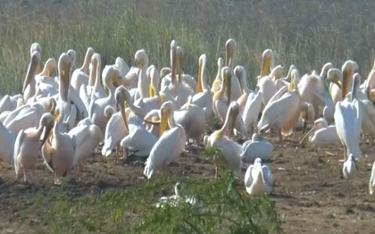 Khijadiya Bird Sanctuary turns into a winter paradise for tourists | Khijadiya Bird Sanctuary turns into a winter paradise for tourists Khijadiya Bird Sanctuary turns into a winter paradise for tourists | Khijadiya Bird Sanctuary turns into a winter paradise for tourists