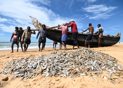 Govt doubles down on structured skilling for fish farmers, 22,921 benefitted Govt doubles down on structured skilling for fish farmers, 22,921 benefitted