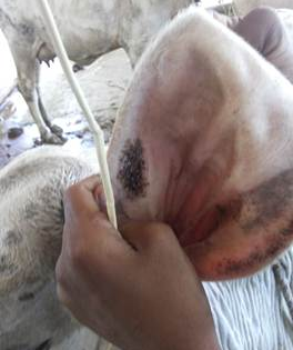 Govt standardises 3 traditional therapies to boost livestock health | Govt standardises 3 traditional therapies to boost livestock health Govt standardises 3 traditional therapies to boost livestock health | Govt standardises 3 traditional therapies to boost livestock health