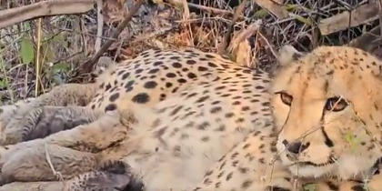 India-born 'Mukhi' gives birth to 5 cubs in Kuno; MP CM calls it 'unprecedented breakthrough' | India-born 'Mukhi' gives birth to 5 cubs in Kuno; MP CM calls it 'unprecedented breakthrough'