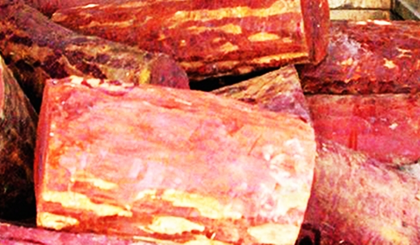 Biodiversity authority releases Rs 39.84 crore for Andhra Red Sanders' protection | Biodiversity authority releases Rs 39.84 crore for Andhra Red Sanders' protection