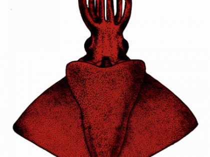 Rare deep sea 'Octopus Squid' discovered in Arabian sea by CMFRI scientists | Rare deep sea 'Octopus Squid' discovered in Arabian sea by CMFRI scientists Rare deep sea 'Octopus Squid' discovered in Arabian sea by CMFRI scientists | Rare deep sea 'Octopus Squid' discovered in Arabian sea by CMFRI scientists