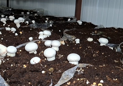 In J&K’s Udhampur, farmers reap good dividends from mushroom cultivation | In J&K’s Udhampur, farmers reap good dividends from mushroom cultivation