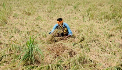 Paddy straw can be converted into biogas & bioethanol worth Rs 1,600 crore | Paddy straw can be converted into biogas & bioethanol worth Rs 1,600 crore