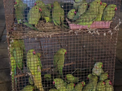 Gujarat: Wildlife trade racket busted, Indian star tortoises and rose-ringed parakeets rescued | Gujarat: Wildlife trade racket busted, Indian star tortoises and rose-ringed parakeets rescued