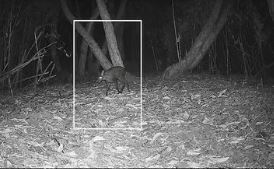 Bengal: After 7 decades, musk deer spotted in Neora Valley National Park | Bengal: After 7 decades, musk deer spotted in Neora Valley National Park