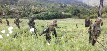 675 acres of poppy cultivation destroyed in Manipur; over 700 more acres detected | 675 acres of poppy cultivation destroyed in Manipur; over 700 more acres detected