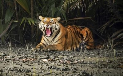 Sundarbans tiger census begins; more than 1,400 cameras to be installed for scientific count | Sundarbans tiger census begins; more than 1,400 cameras to be installed for scientific count