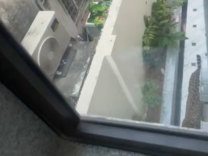 Leopard spotted in Jaipur's Shastri Nagar | Leopard spotted in Jaipur's Shastri Nagar Leopard spotted in Jaipur's Shastri Nagar | Leopard spotted in Jaipur's Shastri Nagar