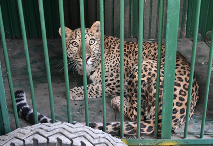 Leopard captured in Jaipur after creating panic on streets since last two days | Leopard captured in Jaipur after creating panic on streets since last two days Leopard captured in Jaipur after creating panic on streets since last two days | Leopard captured in Jaipur after creating panic on streets since last two days
