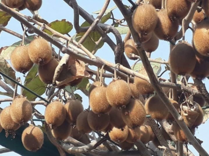 Arunachal Kiwi gets global spotlight as Guv Parnaik leads promotion drive | Arunachal Kiwi gets global spotlight as Guv Parnaik leads promotion drive