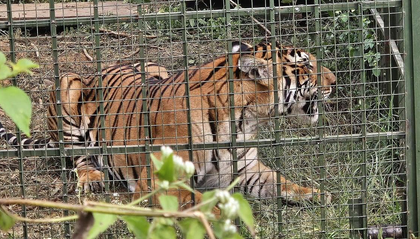 Tiger that killed 13 cows in TN's Gudalur trapped after three month search | Tiger that killed 13 cows in TN's Gudalur trapped after three month search