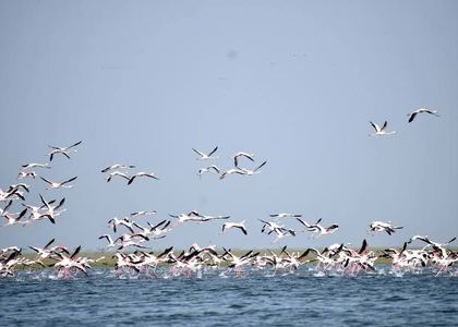 New spots emerge as roosting, breeding grounds for migratory birds in Chennai | New spots emerge as roosting, breeding grounds for migratory birds in Chennai New spots emerge as roosting, breeding grounds for migratory birds in Chennai | New spots emerge as roosting, breeding grounds for migratory birds in Chennai