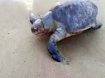 Ten dead sea turtles wash ashore in Chennai, sparking alarm ahead of nesting season | Ten dead sea turtles wash ashore in Chennai, sparking alarm ahead of nesting season