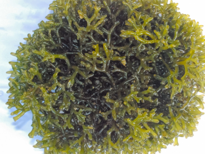 Global Expo to chart India’s ‘Seaweed 2030’ growth vision | Global Expo to chart India’s ‘Seaweed 2030’ growth vision