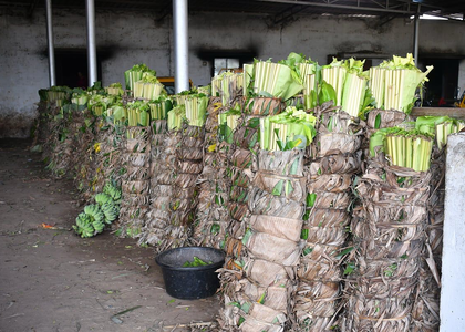 Banana leaf prices surge across TN as rains devastate plantations | Banana leaf prices surge across TN as rains devastate plantations