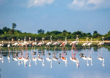 Draft eco-sensitive zone map finalised for TN's Pulicat sanctuary, sent to Centre for approval | Draft eco-sensitive zone map finalised for TN's Pulicat sanctuary, sent to Centre for approval Draft eco-sensitive zone map finalised for TN's Pulicat sanctuary, sent to Centre for approval | Draft eco-sensitive zone map finalised for TN's Pulicat sanctuary, sent to Centre for approval