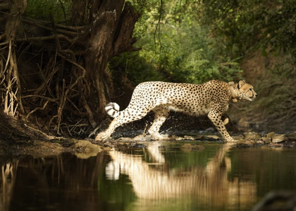 'India is proud to be home to several cheetahs': PM Modi recalls efforts to revive lost ecological heritage | 'India is proud to be home to several cheetahs': PM Modi recalls efforts to revive lost ecological heritage 'India is proud to be home to several cheetahs': PM Modi recalls efforts to revive lost ecological heritage | 'India is proud to be home to several cheetahs': PM Modi recalls efforts to revive lost ecological heritage
