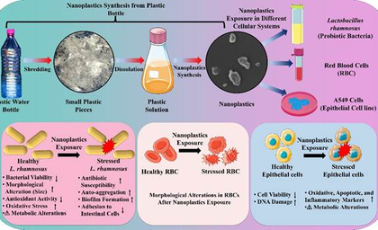 Indian study finds 1st evidence on how nanoplastics from single-use PET bottles harm body | Indian study finds 1st evidence on how nanoplastics from single-use PET bottles harm body