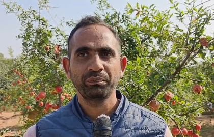 Rajasthan: New pomegranate varieties hold promise on rising farmers’ income | Rajasthan: New pomegranate varieties hold promise on rising farmers’ income