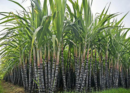 Delta farmers urge TN govt to revise Pongal gift pack items | Delta farmers urge TN govt to revise Pongal gift pack items Delta farmers urge TN govt to revise Pongal gift pack items | Delta farmers urge TN govt to revise Pongal gift pack items