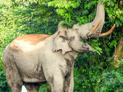 Forest official conducting Tiger census trampled to death in Kerala | Forest official conducting Tiger census trampled to death in Kerala Forest official conducting Tiger census trampled to death in Kerala | Forest official conducting Tiger census trampled to death in Kerala