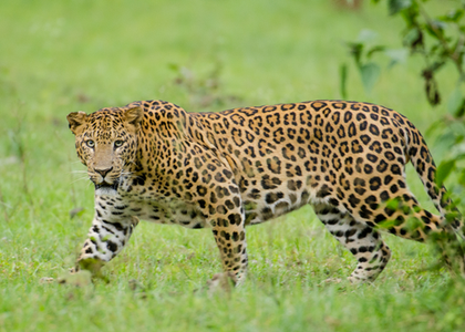 Five-year-old boy mauled to death by leopard in TN's Valparai | Five-year-old boy mauled to death by leopard in TN's Valparai