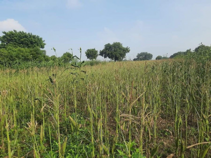 Continuous rainfall damages maize crops in TN's Veppanthattai; farmers seek compensation | Continuous rainfall damages maize crops in TN's Veppanthattai; farmers seek compensation Continuous rainfall damages maize crops in TN's Veppanthattai; farmers seek compensation | Continuous rainfall damages maize crops in TN's Veppanthattai; farmers seek compensation
