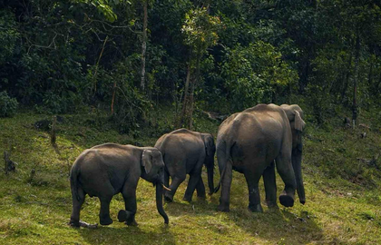 TN: Scientific panel set up for elephant translocation after recent deaths | TN: Scientific panel set up for elephant translocation after recent deaths