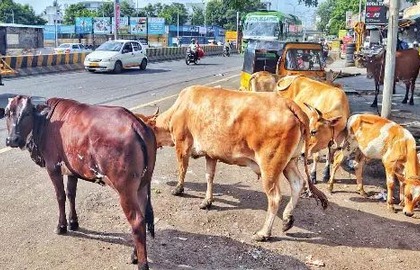 Chennai Corporation calls for volunteers to manage cattle sheds; pet licensing sees sharp uptick | Chennai Corporation calls for volunteers to manage cattle sheds; pet licensing sees sharp uptick Chennai Corporation calls for volunteers to manage cattle sheds; pet licensing sees sharp uptick | Chennai Corporation calls for volunteers to manage cattle sheds; pet licensing sees sharp uptick