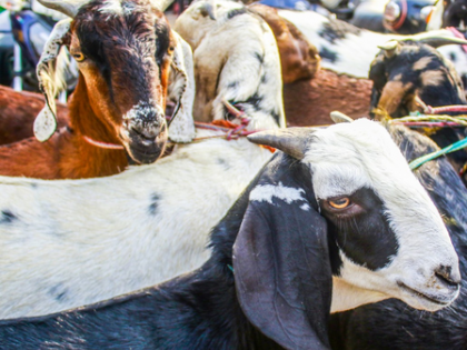 Maha: Goats to be released in forests to stop leopards from entering human settlements for food | Maha: Goats to be released in forests to stop leopards from entering human settlements for food