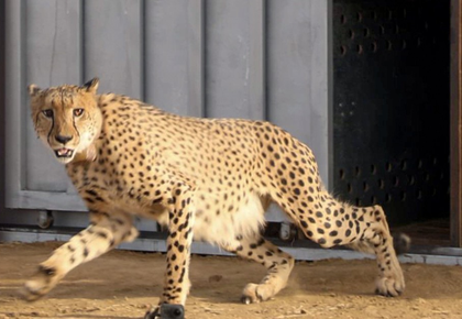 Eight cheetahs from Botswana to arrive in MP on Jan 26, Nauradehi sanctuary to become 3rd site | Eight cheetahs from Botswana to arrive in MP on Jan 26, Nauradehi sanctuary to become 3rd site Eight cheetahs from Botswana to arrive in MP on Jan 26, Nauradehi sanctuary to become 3rd site | Eight cheetahs from Botswana to arrive in MP on Jan 26, Nauradehi sanctuary to become 3rd site