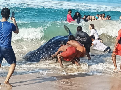 13-foot whale shark rescued in Kollam in Kerala's 50th coastal rescue effort | 13-foot whale shark rescued in Kollam in Kerala's 50th coastal rescue effort 13-foot whale shark rescued in Kollam in Kerala's 50th coastal rescue effort | 13-foot whale shark rescued in Kollam in Kerala's 50th coastal rescue effort