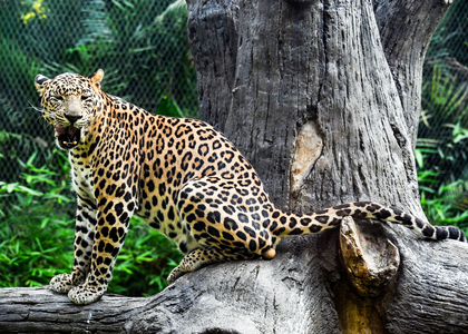 Rajasthan: Leopard kills 7-year-old boy in Sawai Madhopur | Rajasthan: Leopard kills 7-year-old boy in Sawai Madhopur Rajasthan: Leopard kills 7-year-old boy in Sawai Madhopur | Rajasthan: Leopard kills 7-year-old boy in Sawai Madhopur