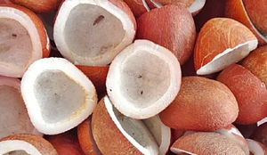 Cabinet okays MSP for copra for 2026 season to incentivise farmers, meet demand | Cabinet okays MSP for copra for 2026 season to incentivise farmers, meet demand Cabinet okays MSP for copra for 2026 season to incentivise farmers, meet demand | Cabinet okays MSP for copra for 2026 season to incentivise farmers, meet demand