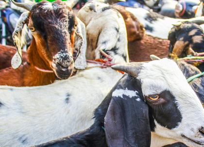 Bihar: Robbers posing as police steal goats purchased under CM’s scheme | Bihar: Robbers posing as police steal goats purchased under CM’s scheme Bihar: Robbers posing as police steal goats purchased under CM’s scheme | Bihar: Robbers posing as police steal goats purchased under CM’s scheme