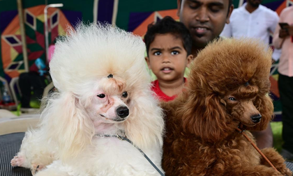 TN: Chennai registers nearly one lakh pet dogs | TN: Chennai registers nearly one lakh pet dogs TN: Chennai registers nearly one lakh pet dogs | TN: Chennai registers nearly one lakh pet dogs