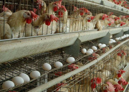 Namakkal egg prices hit record high of Rs 6.25, likely to remain so till Pongal | Namakkal egg prices hit record high of Rs 6.25, likely to remain so till Pongal Namakkal egg prices hit record high of Rs 6.25, likely to remain so till Pongal | Namakkal egg prices hit record high of Rs 6.25, likely to remain so till Pongal