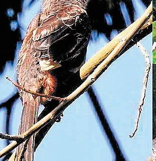 TN to conduct hornbill population survey in key forests including tiger reserves | TN to conduct hornbill population survey in key forests including tiger reserves TN to conduct hornbill population survey in key forests including tiger reserves | TN to conduct hornbill population survey in key forests including tiger reserves