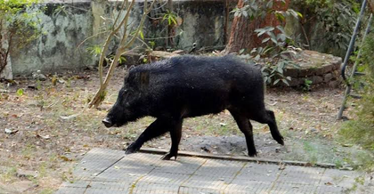 Wild boar menace: Farmers in TN's Theni demand implementation of shooting order to save crops | Wild boar menace: Farmers in TN's Theni demand implementation of shooting order to save crops Wild boar menace: Farmers in TN's Theni demand implementation of shooting order to save crops | Wild boar menace: Farmers in TN's Theni demand implementation of shooting order to save crops
