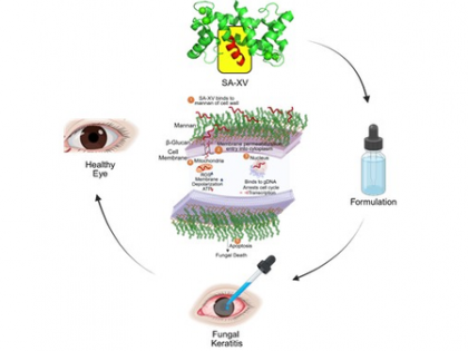 Indian researchers develop new peptide therapy to treat eye infections | Indian researchers develop new peptide therapy to treat eye infections Indian researchers develop new peptide therapy to treat eye infections | Indian researchers develop new peptide therapy to treat eye infections